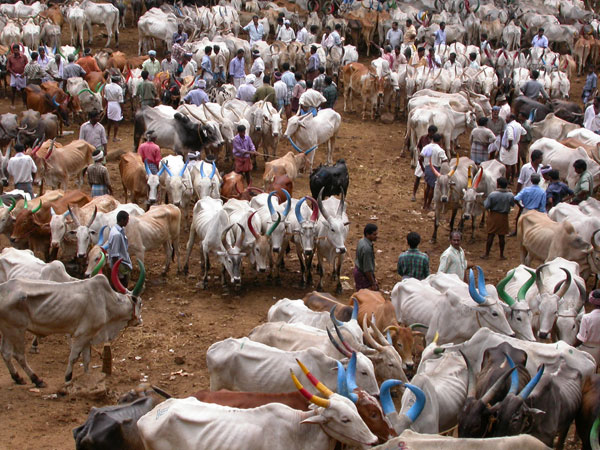 Yearly Pushkar cattle fair
